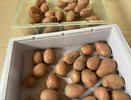 В Кировской области почти на 90% подорожал картофель