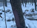 В Кирове из-за уборки снега страдают городские деревья
