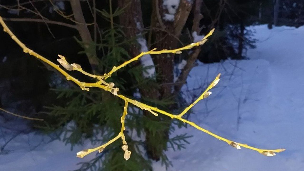 Главная картинка новости: В Кировской области в январе на деревьях начали распускаться почки