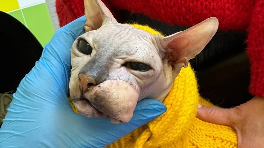 Главная картинка новости: Прыщик за две недели превратился в большую опухоль: в Кирове спасли кота, которого предлагали усыпить