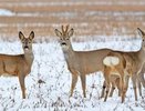 В Кировской области стали чаще замечать сибирских косуль