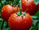 Не томат, а предводитель гигантов: размер плодов этого сорта удивляет — вес помидоров в 1 кг — это не предел