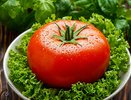 Достоин оваций: гигантский томат точно станет фаворитом грядки – Бычье сердце и рядом не валялось