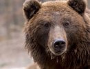 В Кировской области 21 марта откроется охота на медведя