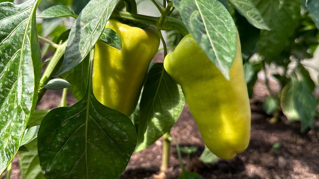 Главная картинка новости: Когда начинать сеять семена перца: 5 правил крепкой рассады