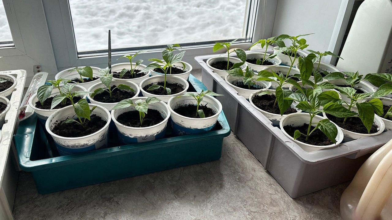 Главная картинка новости: Лунный календарь: когда сажать томаты на рассаду — в марте таких дней будет всего четыре