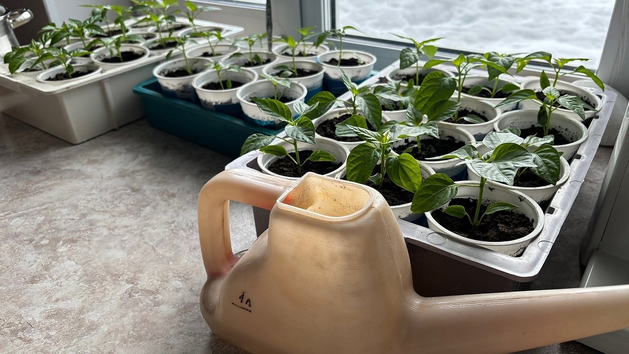 Главная картинка новости: Лунный календарь: в марте будет всего четыре дня, когда сажать томаты на рассаду