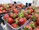 Клубничный бум ждет вас летом, если полить 1 отваром кусты уже в марте