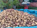 1 горсть в лунку – и картофель размером с апельсин: богатый урожай гарантирован