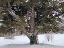 В лесах Кировской области лесничий нашел исполина: трехметровый ствол кедровой сосны поразил всех