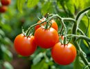Не сорт, а мечта лентяя: этот вкусный томат не требует пасынкования и подвязки — посадил и забыл