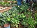 Кочаны ни в одно ведро не влезут - сорт-гигант: капусту устанете перерабатывать