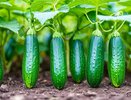 7 кг с куста – этот сорт огурцов завалит урожаем: лавина плодов вплоть до октября