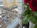 Кошка обходит диван за километр: 1 трюк отучил питомца драть мебель — результат поразил