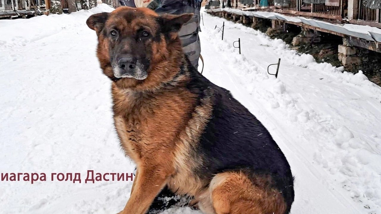 Главная картинка новости: Кировские кинологи пристраивают в новые семьи четвероногих стражей правопорядка