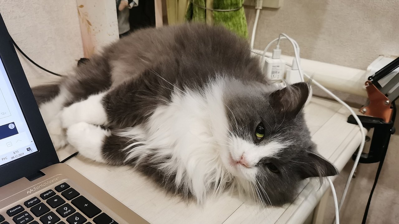 Главная картинка новости: В Кирове стартует выездная вакцинация животных от бешенства