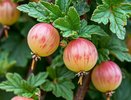 5 пшиков на куст – и белый налет с крыжовника исчезнет: это средство избавит от мучнистой росы – настоящая находка