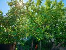 Лучше бархатцев: сажаем под яблоней 3 невысоких кустика — муравьи с тлей все лето обходят дерево за версту