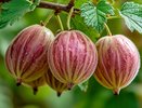 Крыжовник ломится от ягод: 3 ложки под куст – и урожая больше в 3 раза, плоды сладкие как мед