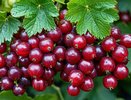 Разбавляем 15 гр. в 10 л. воды — и смородина вырастет крупнее вишни и слаще меда: урожай придется вывозить тележками