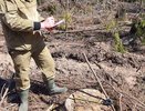 В Богородском районе предприниматель организовал незаконную рубку деревьев