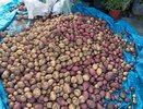 1 ложку в лунку — и с каждого куста собираем по 10 кг: картофель завалит урожаем