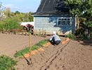1 ложка в ведро — и морковь будет размером с кабачок: крупная и сладкая, как мед