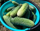 Жменька крупы в воду – и рассада огурцов растет как на дрожжах: корейские фермеры делают так и получают рекордный урожай