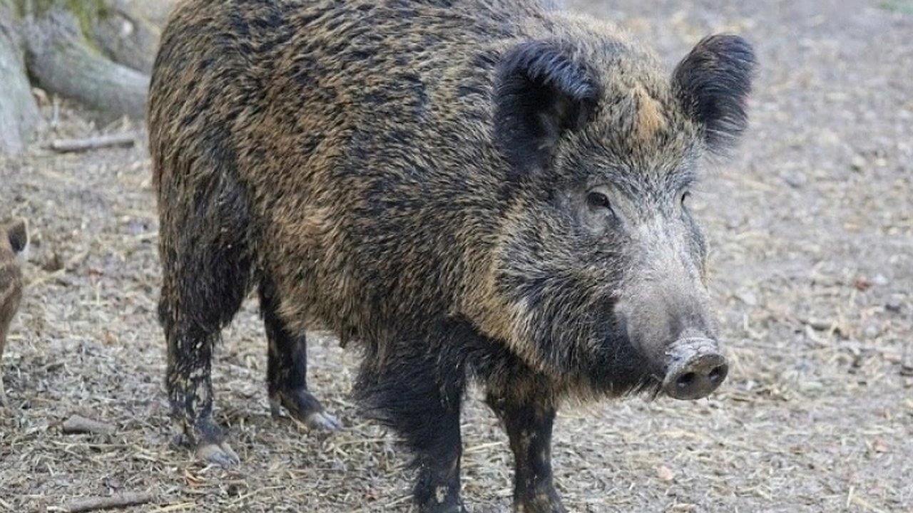 Главная картинка новости: Стало известно, когда в Кировской области стартует прием заявлений от охотников на добычу кабана