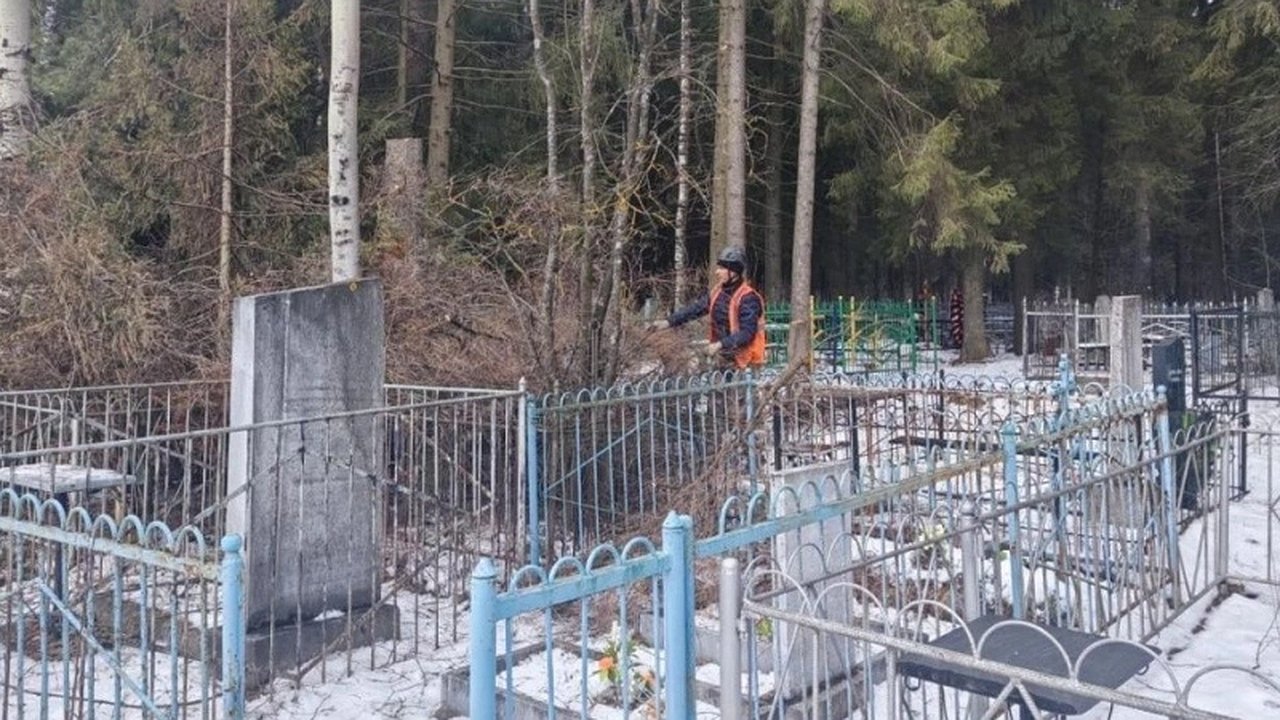 Главная картинка новости: На Филейском кладбище в Кирове обнаружено 139 зараженных деревьев
