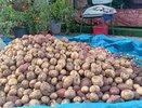 Не метод, а мечта лентяя: сажаем картофель необычным способом – окучивать не надо, а урожай вывозим тачками