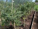 Флакон из аптеки – и муравьи подхватят тлю и уйдут в закат: слизни лопнут от злости – не средство, а находка