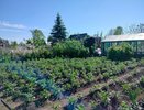 Каждый год сажаю картошку после "символического" дня — и всегда выкапываю урожая "на пол-Китая"