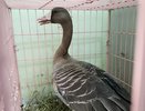 Редкая находка: кировчане спасли травмированного белолобого гуся