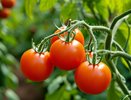 1 шт. в лунку — и томаты начнут расти как на дрожжах: будут крупными, мясистым и сладкими — до 5 кг с каждого куста