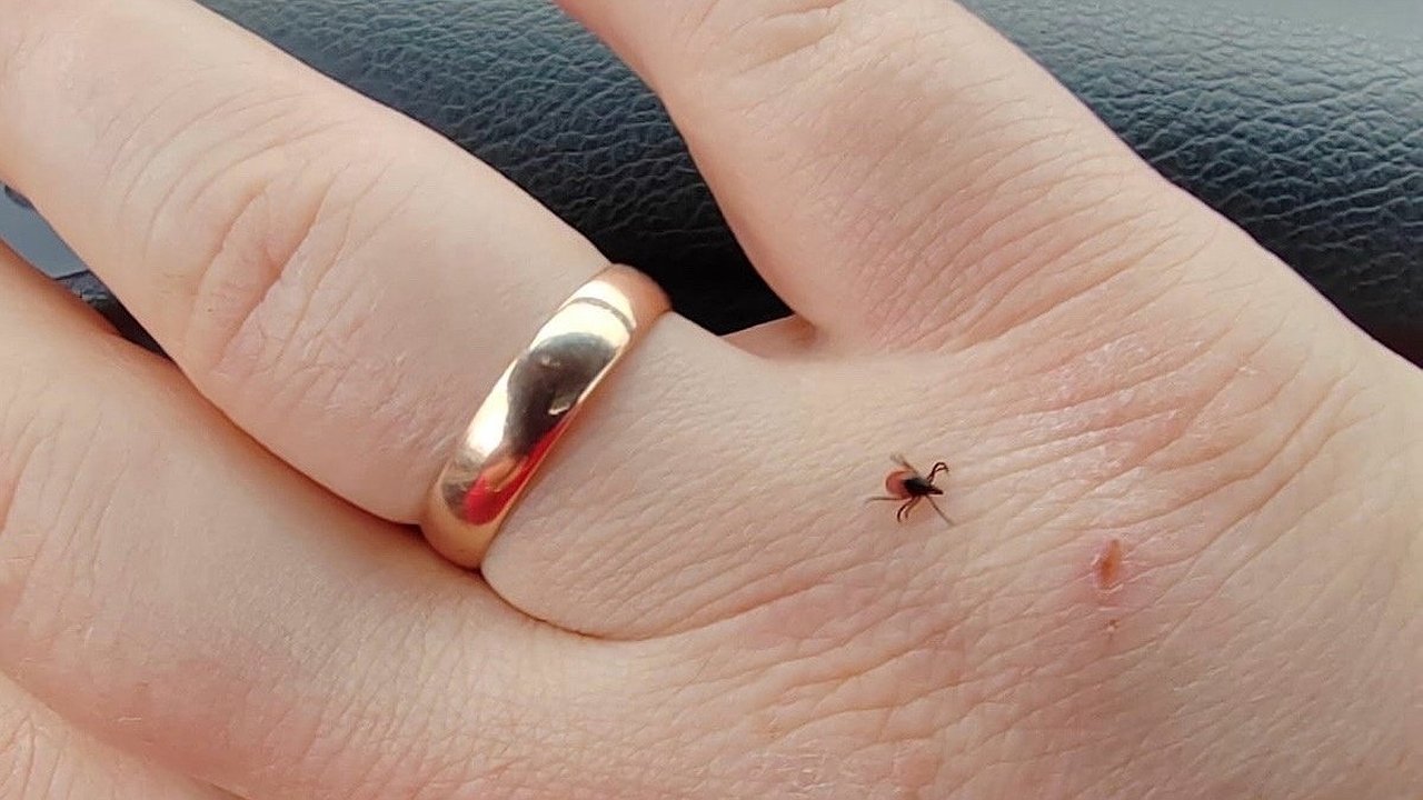Главная картинка новости: Клещи выбирают потенциальных жертв по группе крови: вот какую они любят больше всего