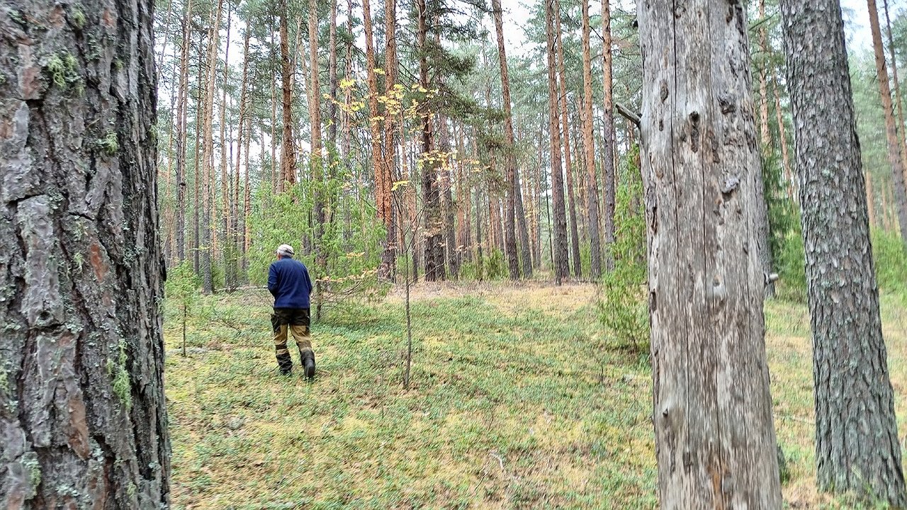 Главная картинка новости: В Кировской области завершен сезон охоты на птиц