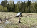 Медведей станет меньше: в Кировской области меняют правила охоты