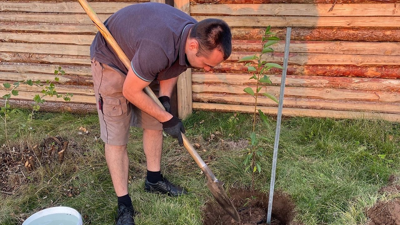 Главная картинка новости: Простой трюк с манкой избавит от муравьев за 48 часов: неожиданный способ борьбы от опытных дачников