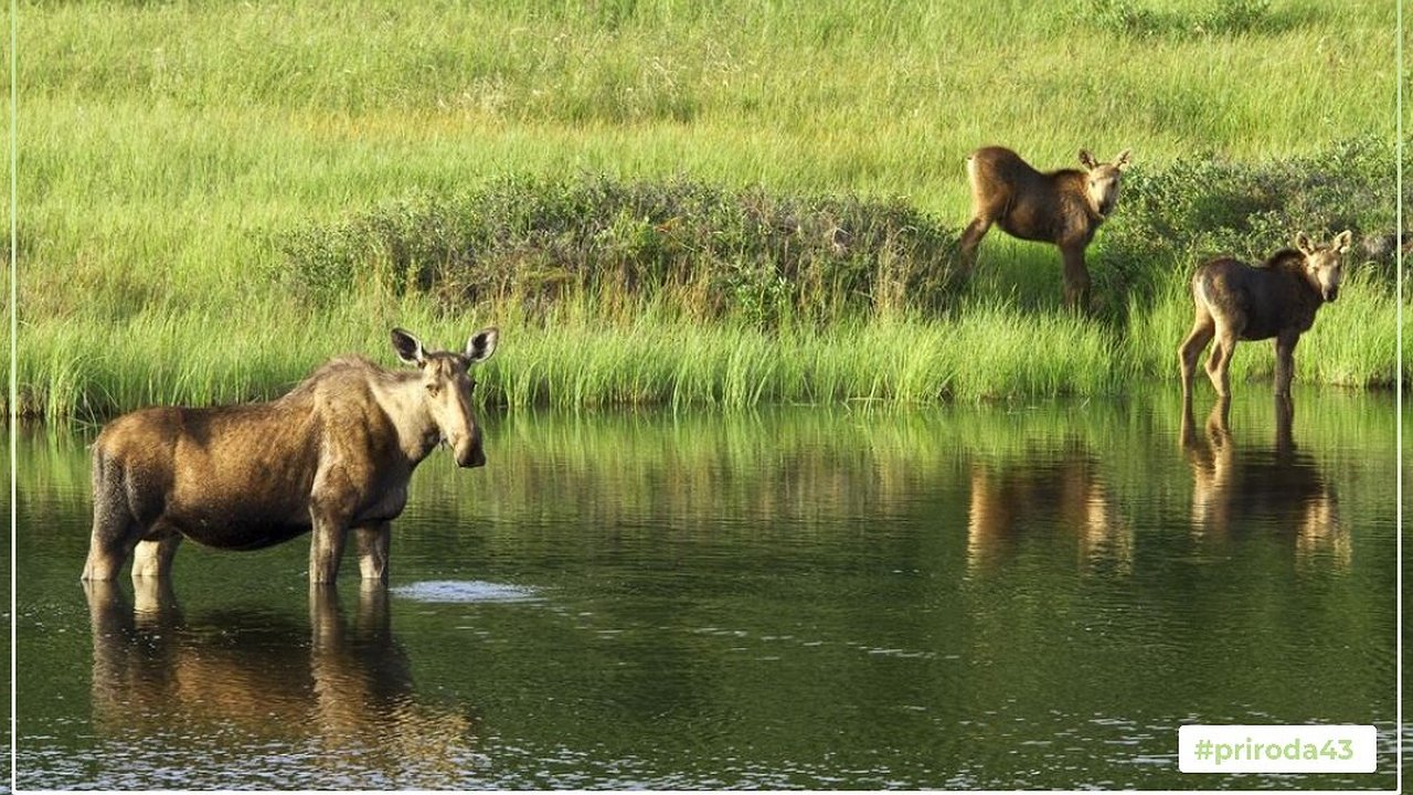 Главная картинка новости: В реке Пижма Кировской области инспекторы спасли двух лосят