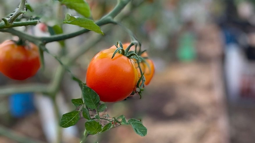 Главная картинка новости: Чтобы томаты завалили урожаем: через 10-14 дней после высадки добавляем всего 1,5 ст. ложки на 10 л воды