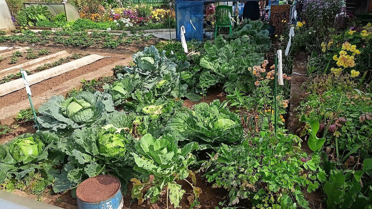 Главная картинка новости: Сорняки ничем не обливаю — одна секунда и их нет: жалею, что раньше не знала о «топовых» помощниках