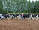 В Кирове соберут лучших представителей племенного стада