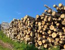 Суд взыскал с арендатора 200 тысяч рублей за незаконную рубку леса в Яранском районе