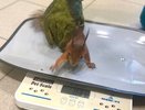 Кировские ветеринары спасли белку с частичным параличом
