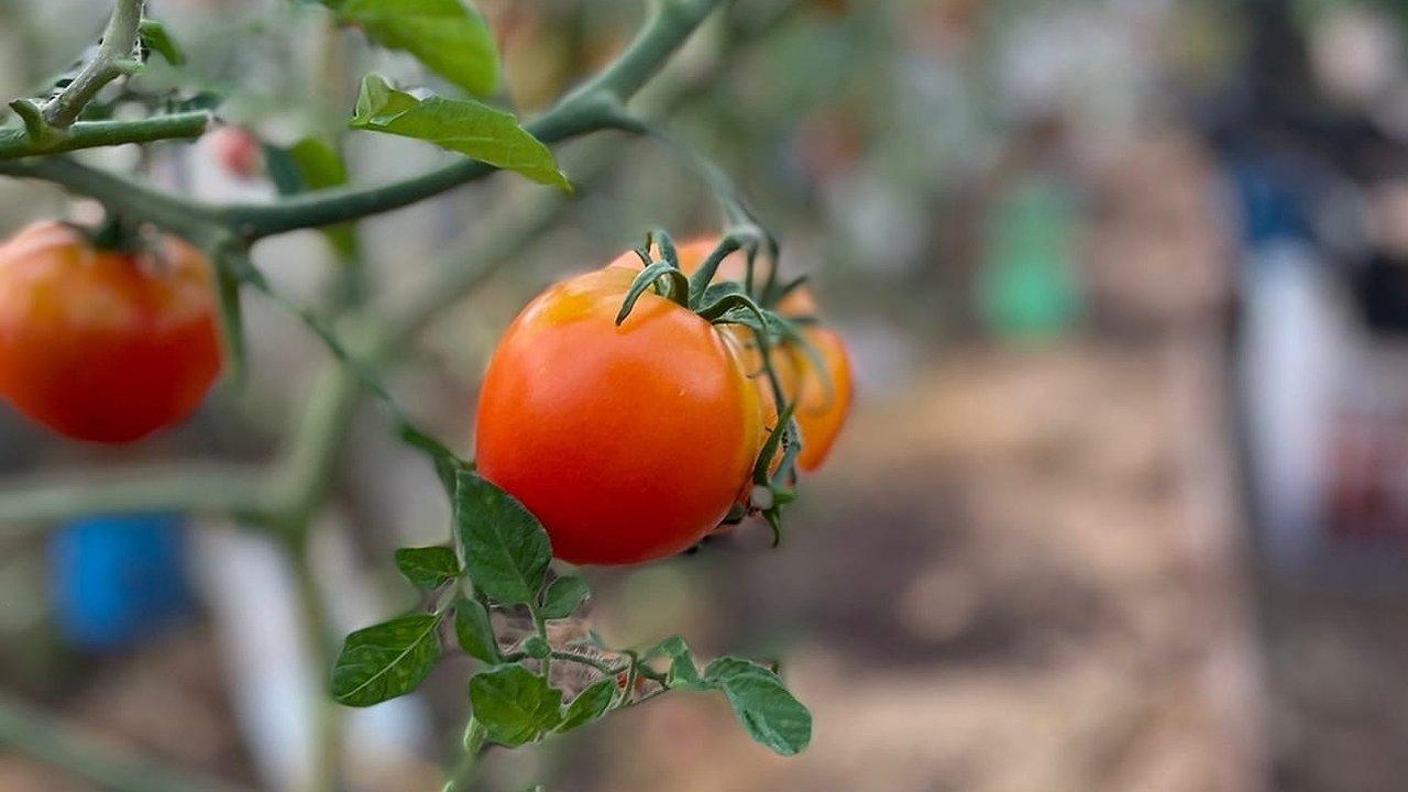 Главная картинка новости: Заметила цветущие томаты — сразу лейку в руки: больше ни одного пустоцвета, только море женских цветов