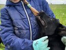 В Лузском районе собаки напали на двух детей