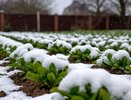 Полярный циклон вернется в Россию и уничтожит весь урожай: Вильфанд предупредил об аномалии
