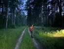 В Кировской области продолжаются поиски пропавшего восемь месяцев назад Алексея Костылева