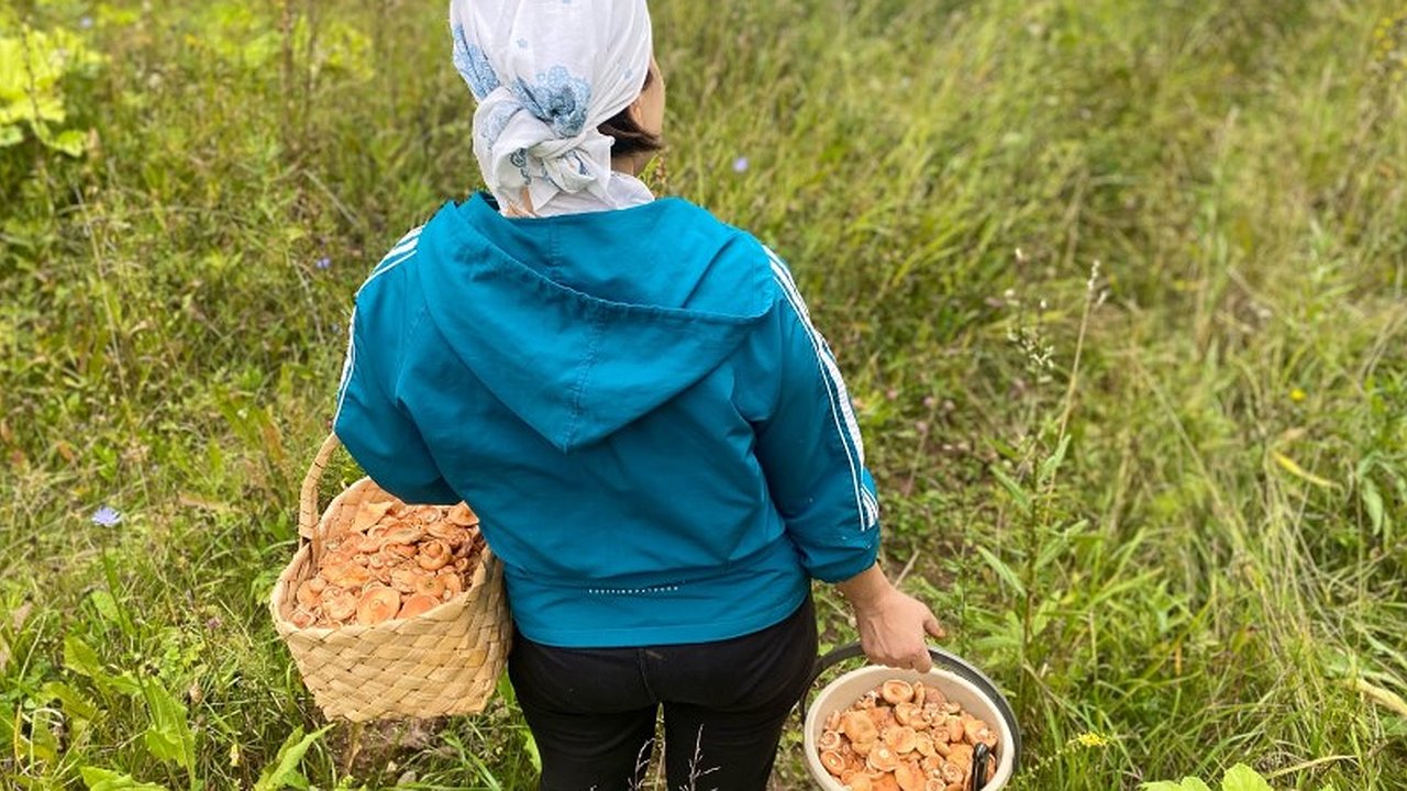 Главная картинка новости: Грибные районы в Кировской области: список мест, откуда с пустой корзиной не вернешься